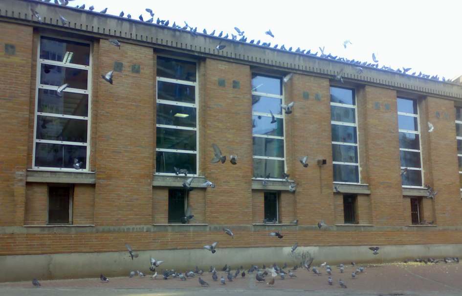 stopbird control de plagas de palomas